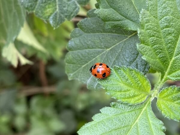 てんとう虫は神の使いなのか？スピリチュアル要素の意味は？運気アップ